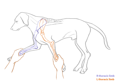 Dog Thoracic Limb pregnant woman diagram illustration 